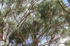 Koala1