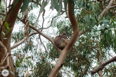 Koala2