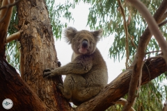 Koala3