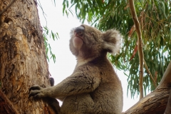 Koala4