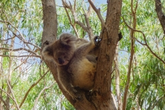 Koala7