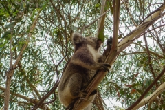 Koala8