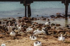 Pelicans