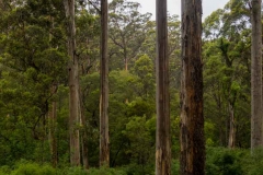 Giant tree forest1