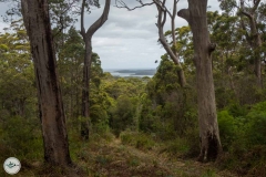 Giant tree forest2